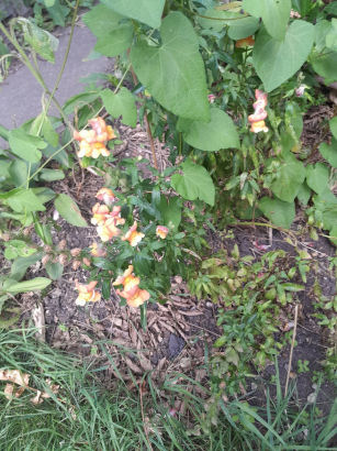 flowers
